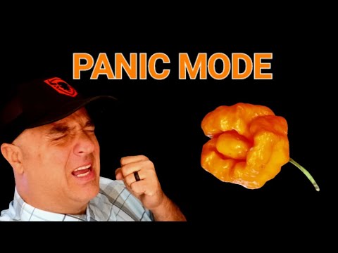 , title : 'World's Hottest Pepper  - PANIC MODE The Hottest Thing I Have Ever Eaten'