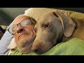 Alex Chilton - Free Again - Holder The Weimaraner