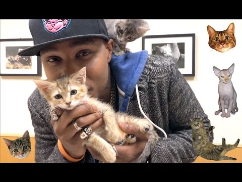 iAmMoshow - Adopt A Cat (Official Video)
