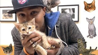 iAmMoshow - Adopt A Cat (Official Video)
