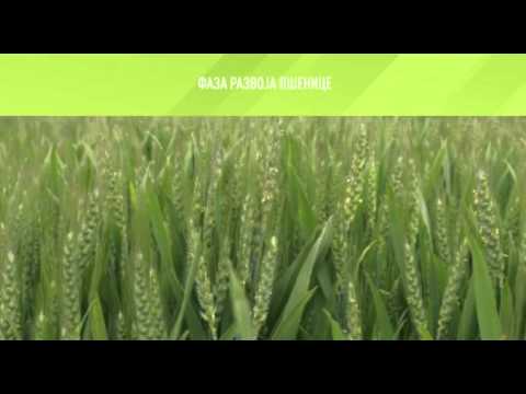 Zelena prognoza, 5.5.2016. - O stanju u usevima pšenice