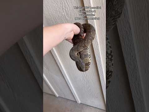 Rescuing a Snake from an Apartment complex (throwback!) 🐍