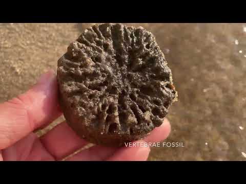 Early Morning Fossil Walk