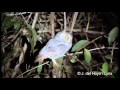 Oriental Scops Owl