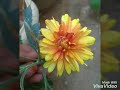 Poova Poova Whatsapp Status