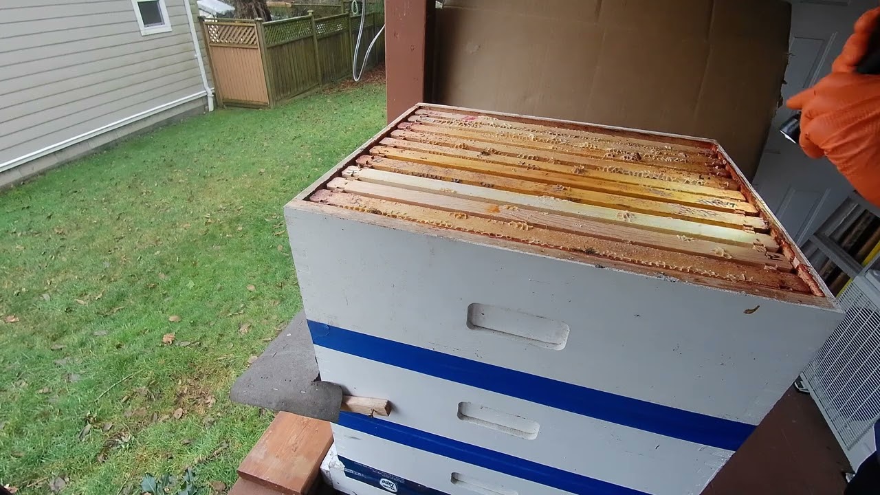 G&H Honey Bees - Adding pollen patties