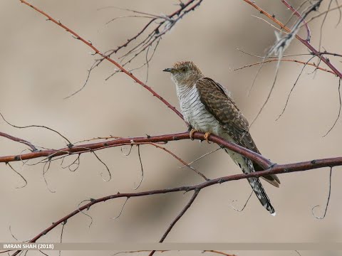 Boris Berlin (arranger): The Swiss Cuckoo traditional    Clark Bryan, piano