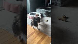 Video preview image #1 Jack Russell Terrier-Unknown Mix Puppy For Sale in Arlington, VA, USA