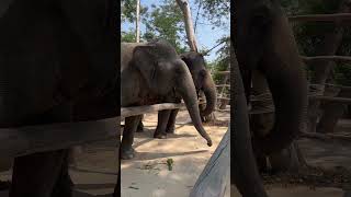 Download lagu Chi Youl is a bit fussy to day 😍❤️🐘 #elephant #keffamily #babyelephant #kef #chimean mp3