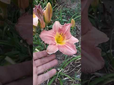 園芸 シトリン ヘメロカリス