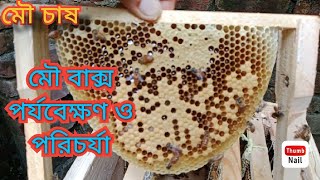 এপিস সেরেনা মৌমাছির পরিচর্যা ও  মৌ বাক্স পর্যবেক্ষণ পদ্ধতি ||মৌমাছির চাষের গুরুত্বপূর্ণ উপকরণ।