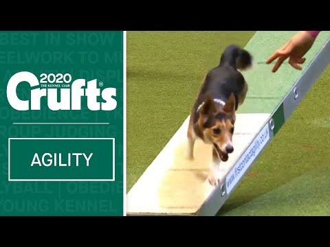 Agility - Kennel Club British Open Final - part one | ​Crufts 2020
