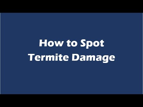 How to Spot Termite Damage