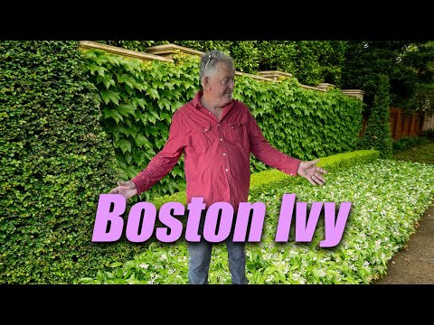 Boston Ivy is One of the BEST Climbers