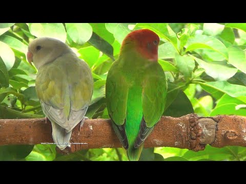 Lovebirds Roseicollis Chirping Sounds - Red-Head Green Opaline & Pallid Aqua Opaline