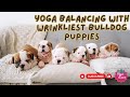 Puppy Yoga With English Bulldog Puppies Sweetest Wrinkliest Puppies Ever