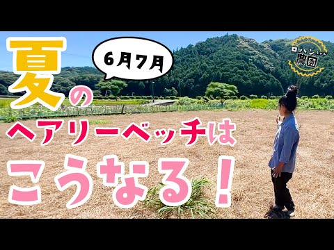 秋に蒔く緑肥は何ですか？当店TOP3をお届けします！  庭園