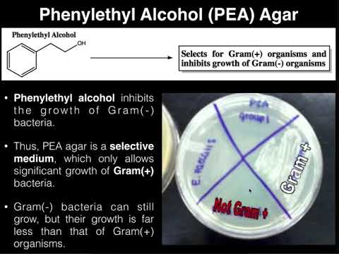Phenylethyl Alcohol (PEA) Agar