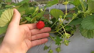 Клубника Мара де Буа: отзывы, описание сорта, фото, видео, отзывы ...