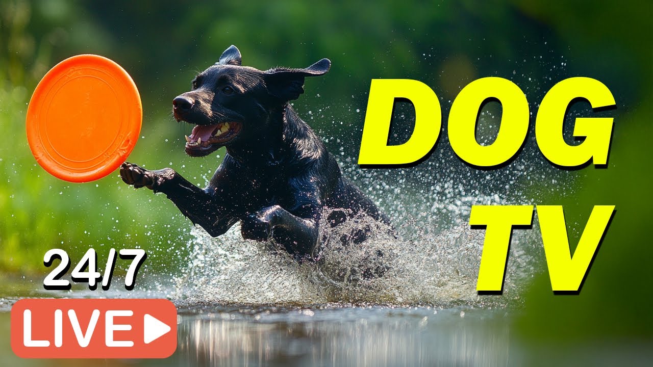 🔴[LIVE] Dog TV 🐶 Videos for Dogs to Watch: Dog Daycare Entertainment to Ease Stress & Anxiety 💖