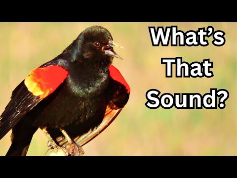 The Easy Way To Learn Bird Calls FAST