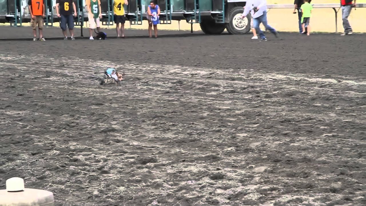 Anderson Pooper racing in the Star 101.5 Weinerdog Races at Emerald Downs - YouTube