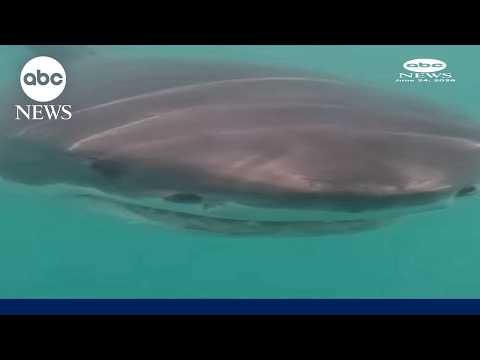 Marine researchers capture rare video of great white off Rhode Island
