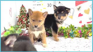 ペットショップCOO&RIKU No00703811(柴犬)