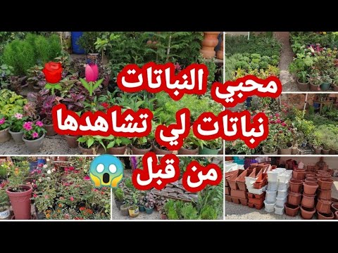 , title : 'جولة كاملة في معرض الزهور🌷و النباتات بمدينة الورود🌹البليدة🌺مع الأسعار و الأسماء و بعض النصائح👍💥'