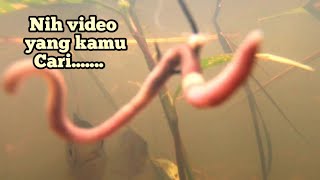 Download lagu Perhatikan Cara Ikan NILA Memakan Umpan CACING Di Dalam Air mp3