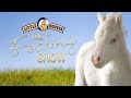 The Foaling Show Stall 1 Horse And Pony Live Cam