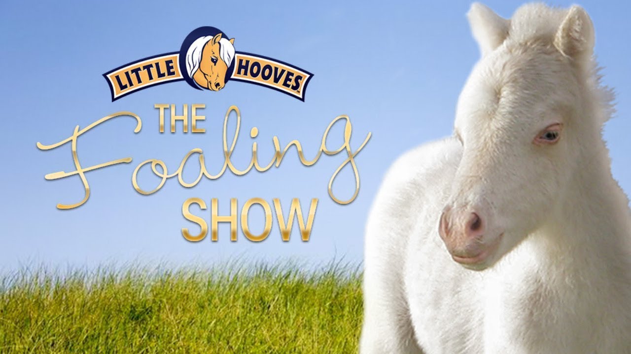 Live webcam view of Little Hooves Stall 1 Cam