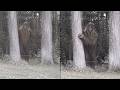 Bigfoot Watched My Sick Son From The Trees Every Day The Day He Recovered It Stopped Coming