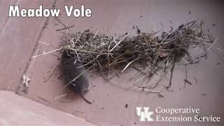 Meadow Vole
