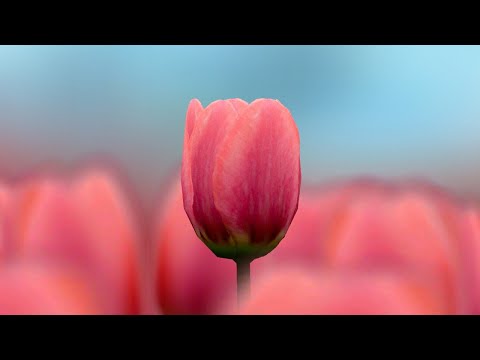 3D Tulip Live Wallpaper Video