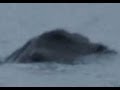 Irish Loch Ness Monster Caught on Camera?? - YouTube