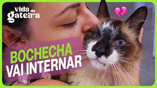Bochecha vai INTERNAR | Vida de Gateira #31