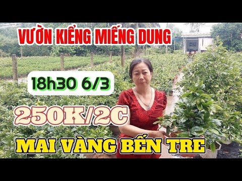 6/3 🔴Vườn Kiểng hơn 35 giống Bến Tre bao rẻ 250k/2c bonsai đẹp vườn cây kiểng mai vàng Miếng Dung