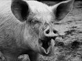 PIG – Filth Healer
