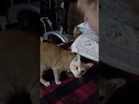 My cat fights back(brutal slaps and bites)