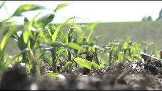 Corn Planting Depth (From Ag PhD #573 3/29/09)