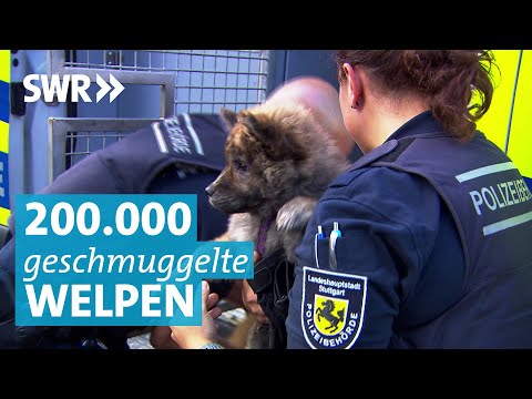 Auf der Spur: Illegaler Welpenhandel in Deutschland