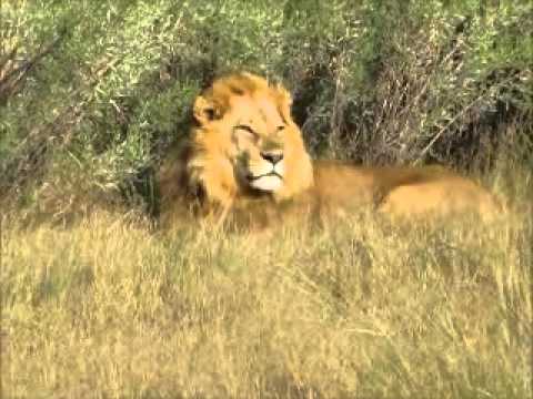 Nxabega - Part two single male lion.wmv