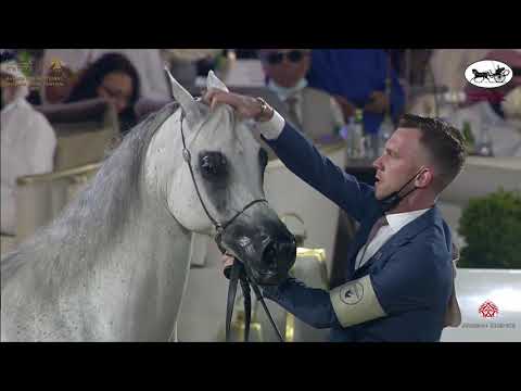 N 217 PIACENZA   Katara International Arabian Horse Festival   Mares 11+ Years Old Class 9