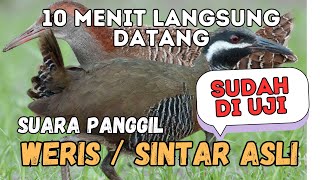 Download lagu SUARA PANGGIL WERIS SINTAR LADANG 30 MENIT ASLI mp3 Download lagu SUARA PANGGIL WERIS SINTAR LADANG 30 MENIT ASLI mp3