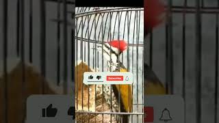 Download lagu pelatuk bawang gacor #pelatukgacor #kicaumania #masteran #shorts mp3