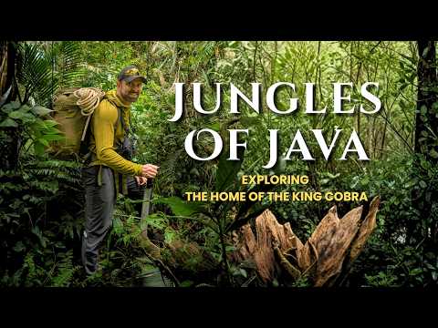Exploring Java's DEADLY Jungles Home to the World's LARGEST Snake