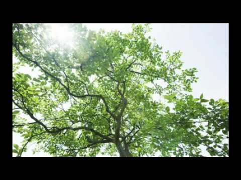 The Blizzard & Omnia - My Inner Island (Yuri Kane remix) ASOT 512 TOTW