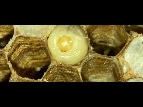 European Hornet Nest Removed From Bedroom Ceiling.