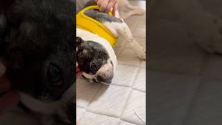 フレブルのハーネス新調してみた🐶